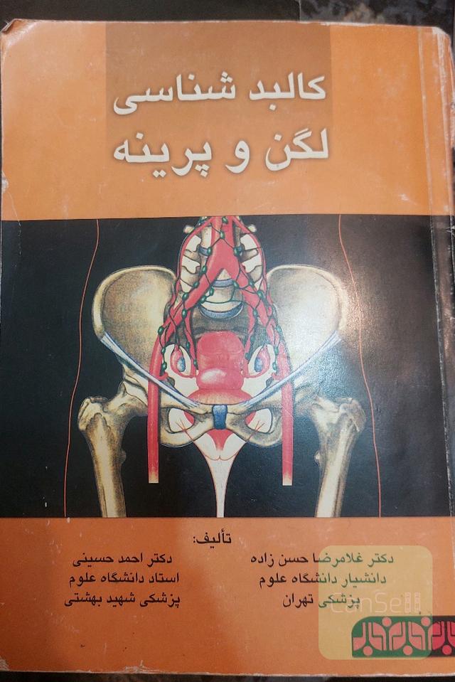 کالبدشناسی لگن و پرینه
