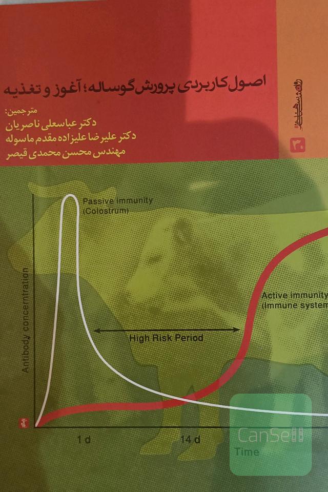 اصول کاربردی پرورش گوساله آغوز و تغذیه