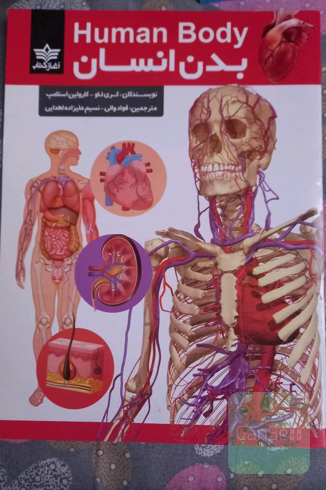 بدن انسان