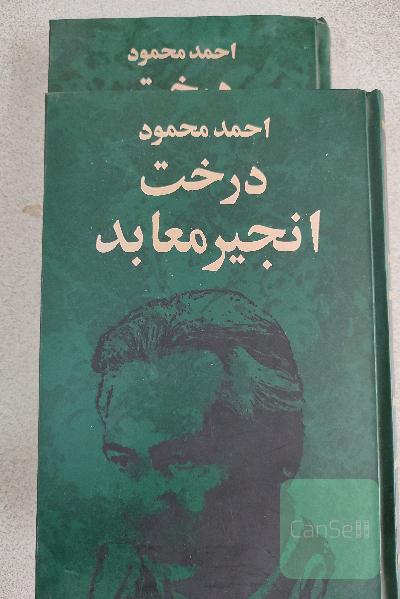 درخت انجیر معابد