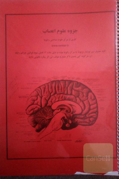 علوم اعصاب
