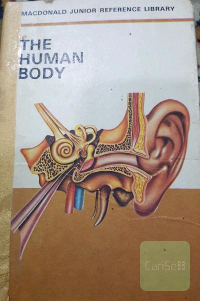 The human body