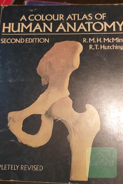اطلس