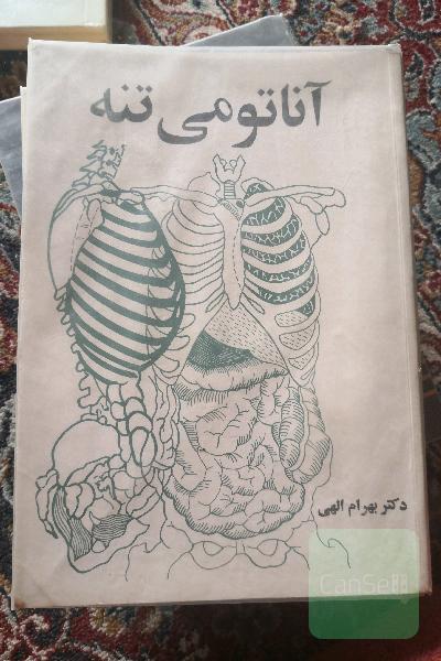 آناتومی تنه 