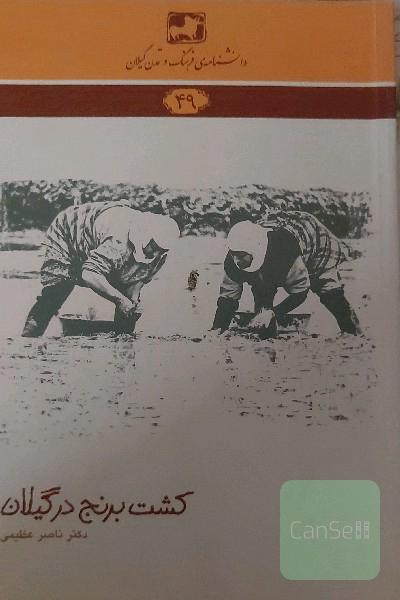کشت برنج در گیلان